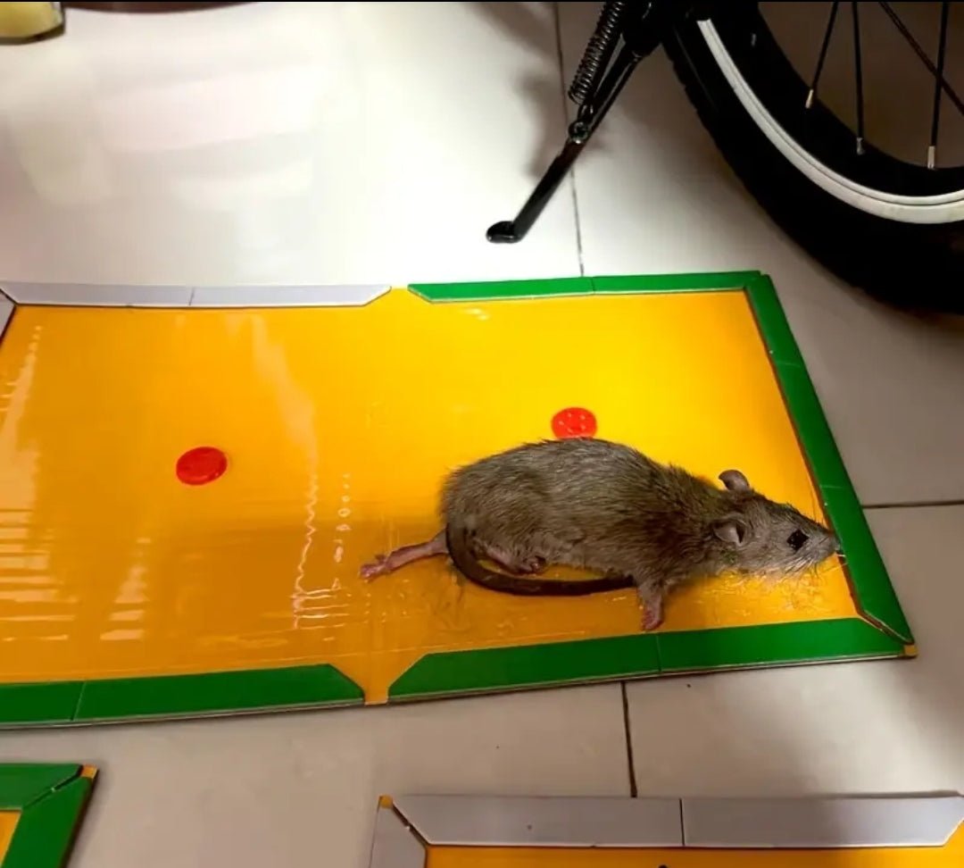 Paquet de 6 pieges collant de souris et insectes contrôle des rongeurs sans électricité, outil de lutte contre les nuisible à domicile,indispensable pour l'appartement et les dortoirs ,en papier,sans besoin d'énergie - CarlastorePaquet de 6 pieges collant de souris et insectes contrôle des rongeurs sans électricité, outil de lutte contre les nuisible à domicile,indispensable pour l'appartement et les dortoirs ,en papier,sans besoin d'énergieCarlastoreCarlastore